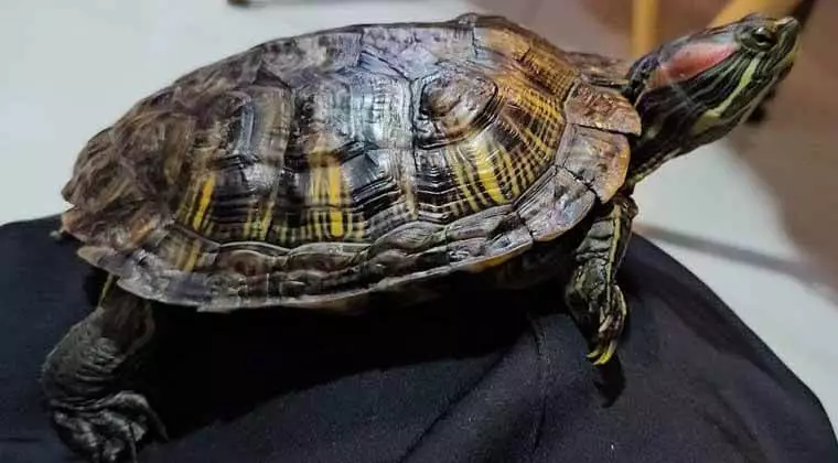 turtlespet.com