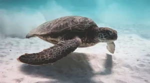 How long can a sea turtle hold its breath