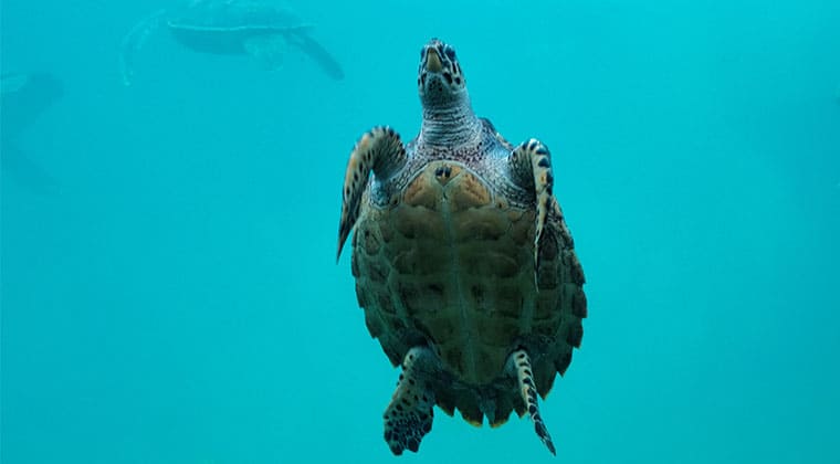 how long can a turtle survive on its back