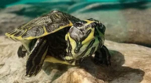 how long can yellow belly turtles stay out of water