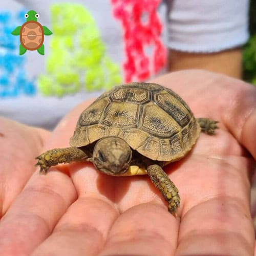 turtles pet
