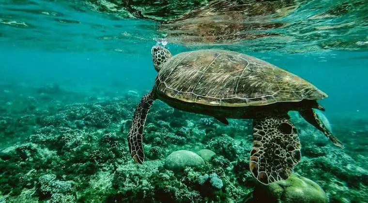can sea turtles breathe underwater