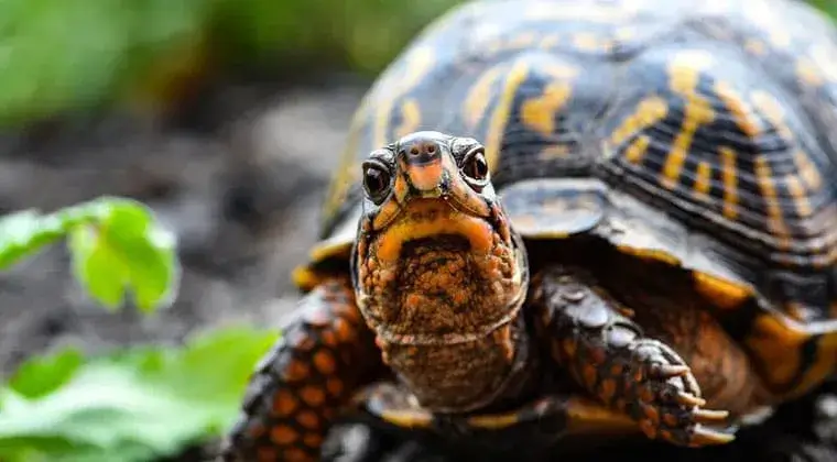 how long does box turtles live