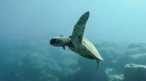 how many sea turtles die from plastic