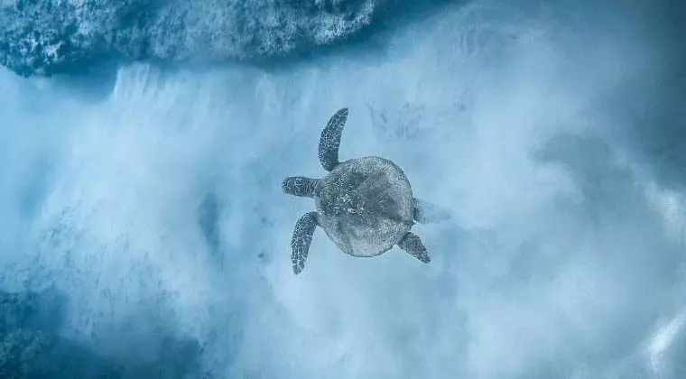 how big can sea turtles get