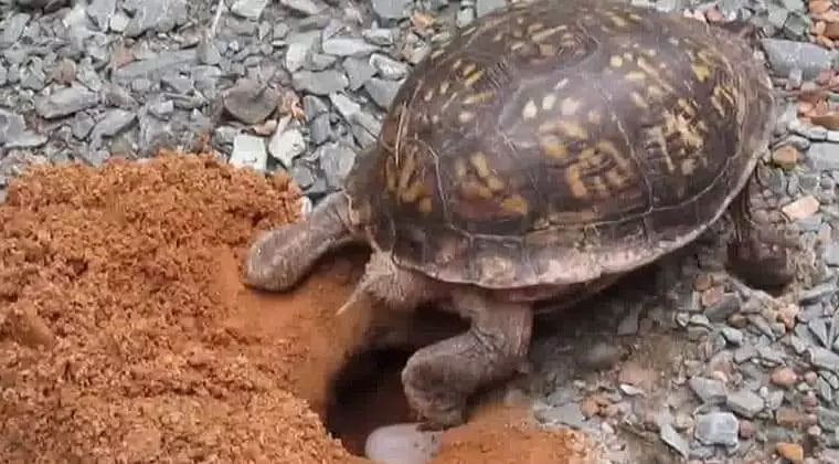 how many eggs do turtles lay