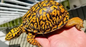 what do eastern box turtles eat