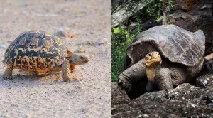 what is the difference between turtles and tortoises