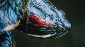 how long can a red eared slider stay out of water