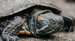 how long can a turtle live without food