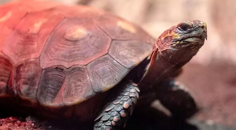 how long can a turtle survive without a heat lamp