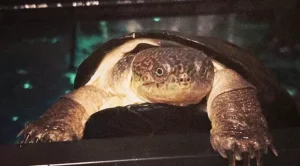 how long can african sideneck turtles be out of water