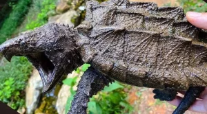 how long do alligator snapping turtles live