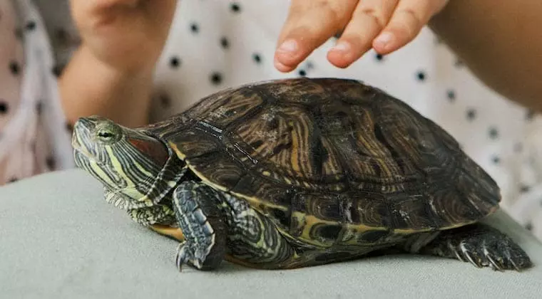 how to know if your turtle is healthy
