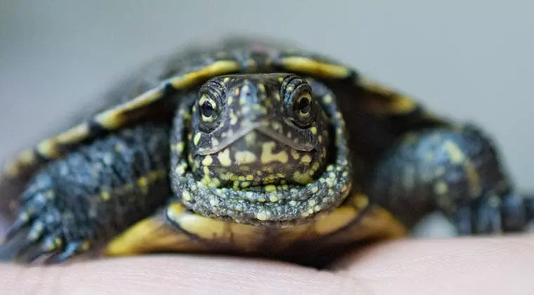how long can freshwater turtles hold their breath