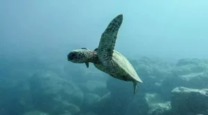 how long do baby sea turtles stay with their mother