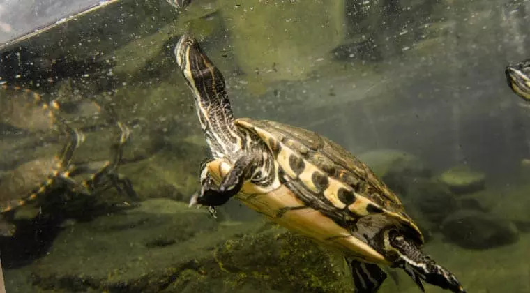 how long should a turtle basking light be on