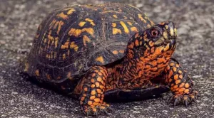 can you keep a box turtle as a pet