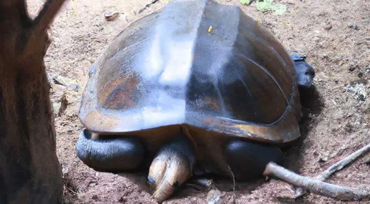 do turtles sleep with their eyes open