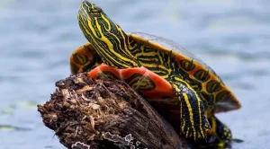 how long can painted turtles hold their breath