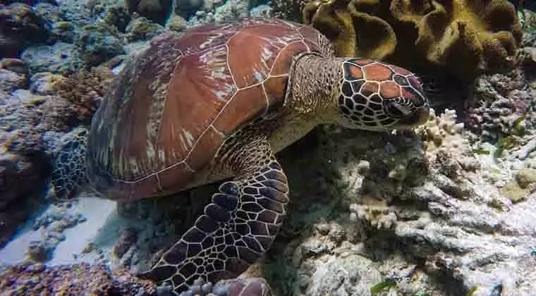 how long can turtles stay underwater