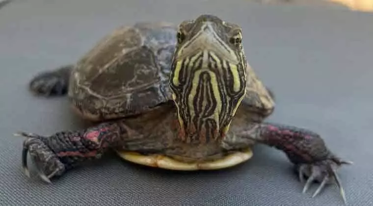 are painted turtles endangered