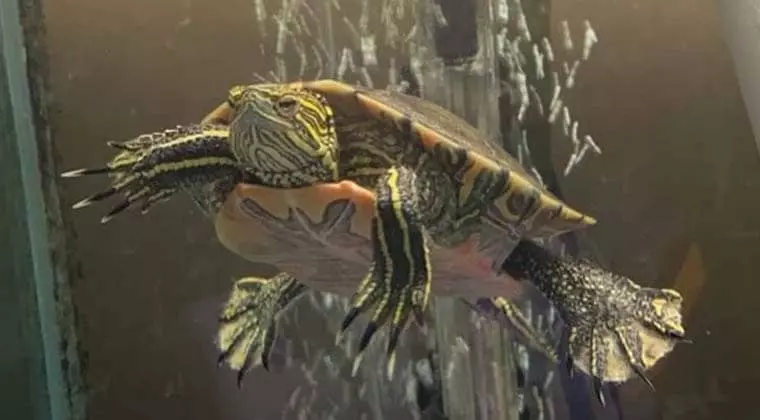 can painted turtles breathe underwater