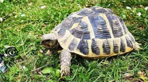 can pet turtles survive in the wild
