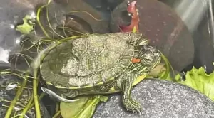 can red eared sliders survive in cold water