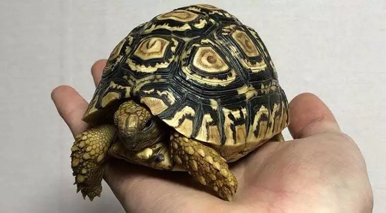 can turtles recognize their owners