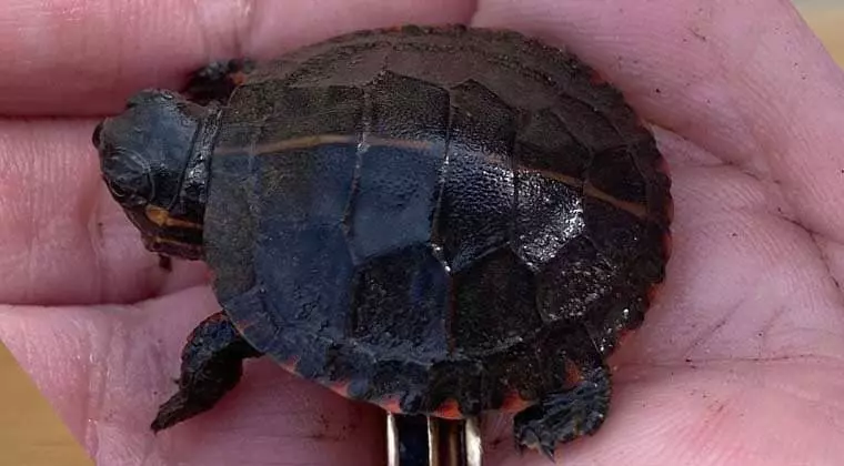 can you keep a painted turtle as a pet