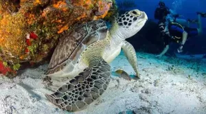 can you keep a sea turtle as a pet