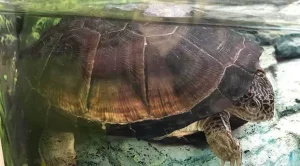do african sideneck turtles sleep underwater