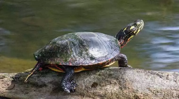 do painted turtles need water