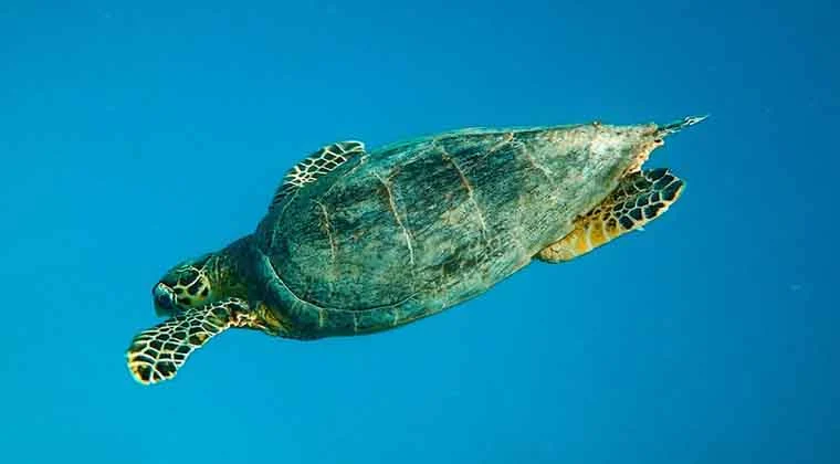do sea turtles breathe out their butts