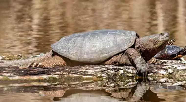 do snapping turtles live in water