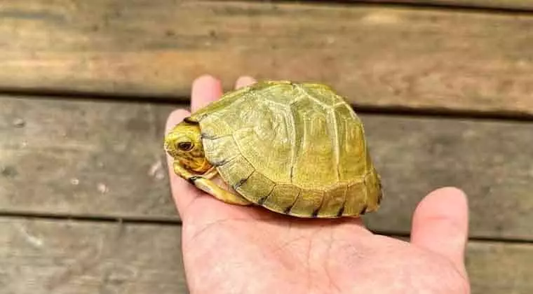 how big do eastern box turtles get