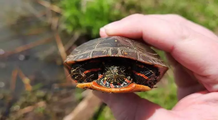 how fast do painted turtles grow