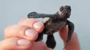 how long can a baby turtle go without food