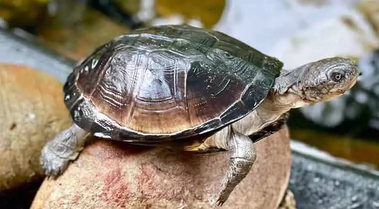 how long do african sideneck turtles live
