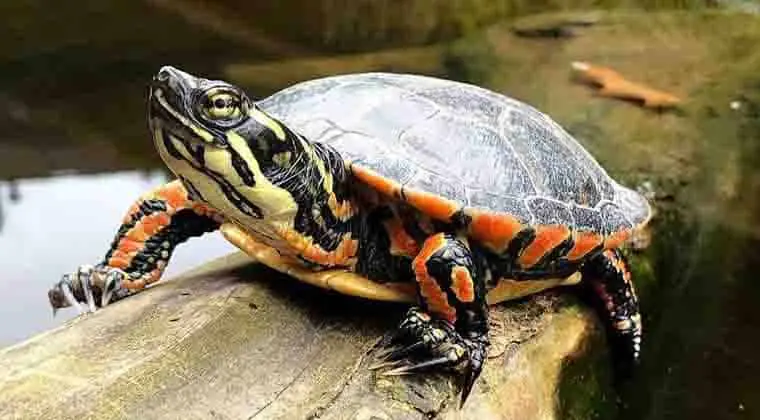how long do painted turtles live