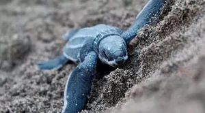 how many baby sea turtles survive