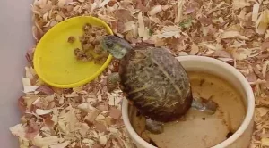 how many pellets to feed a baby turtle