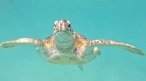how often do sea turtles come up for air