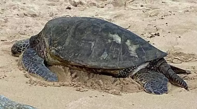 how to spot a sea turtle nest