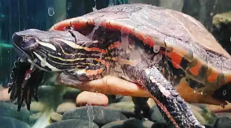 how to take care of a painted turtle