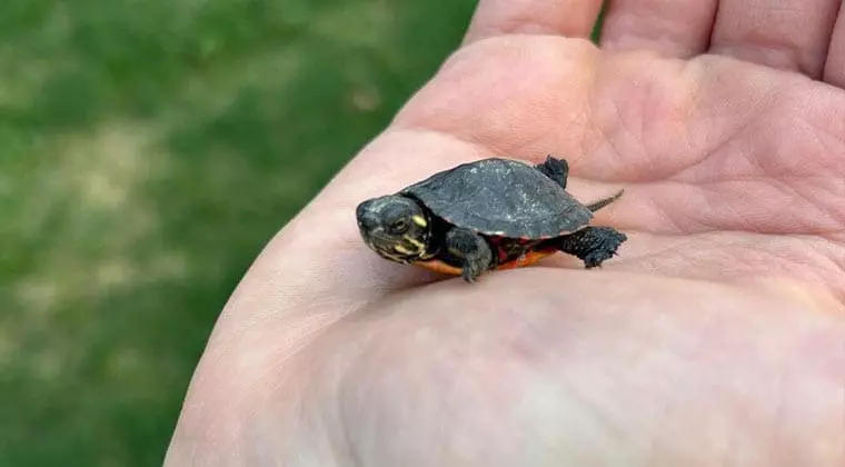 how to tell the age of a painted turtle