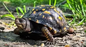 what do box turtles like in their habitat