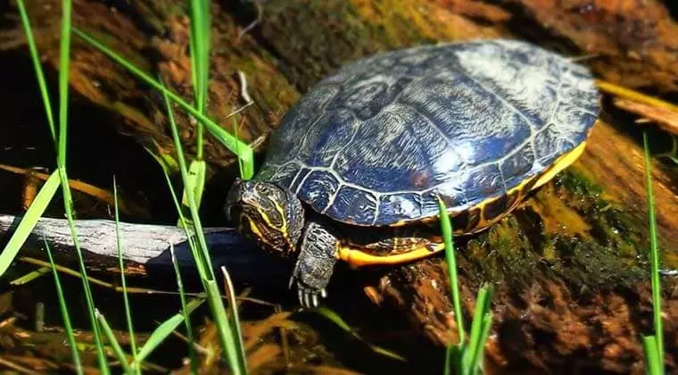 what do painted turtles eat in the wild