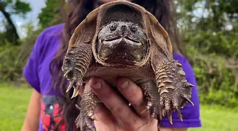 what do snapping turtles eat as a pet